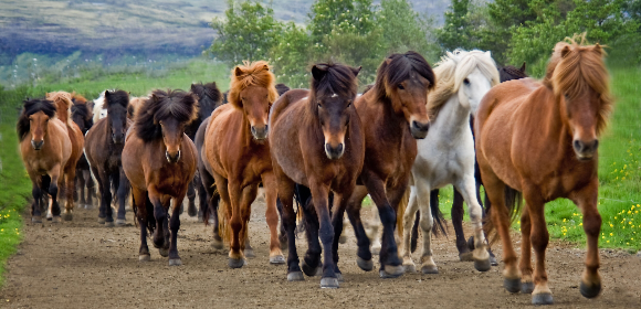 Riding with the Herd in Iceland 